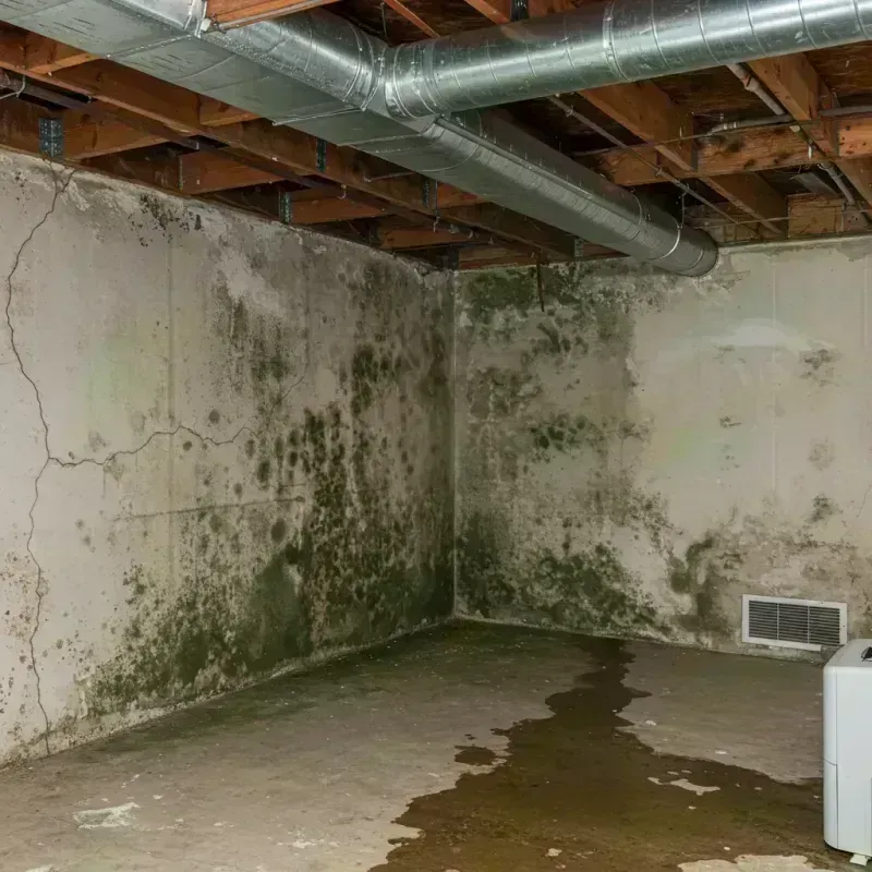 Professional Mold Removal in Menifee, CA